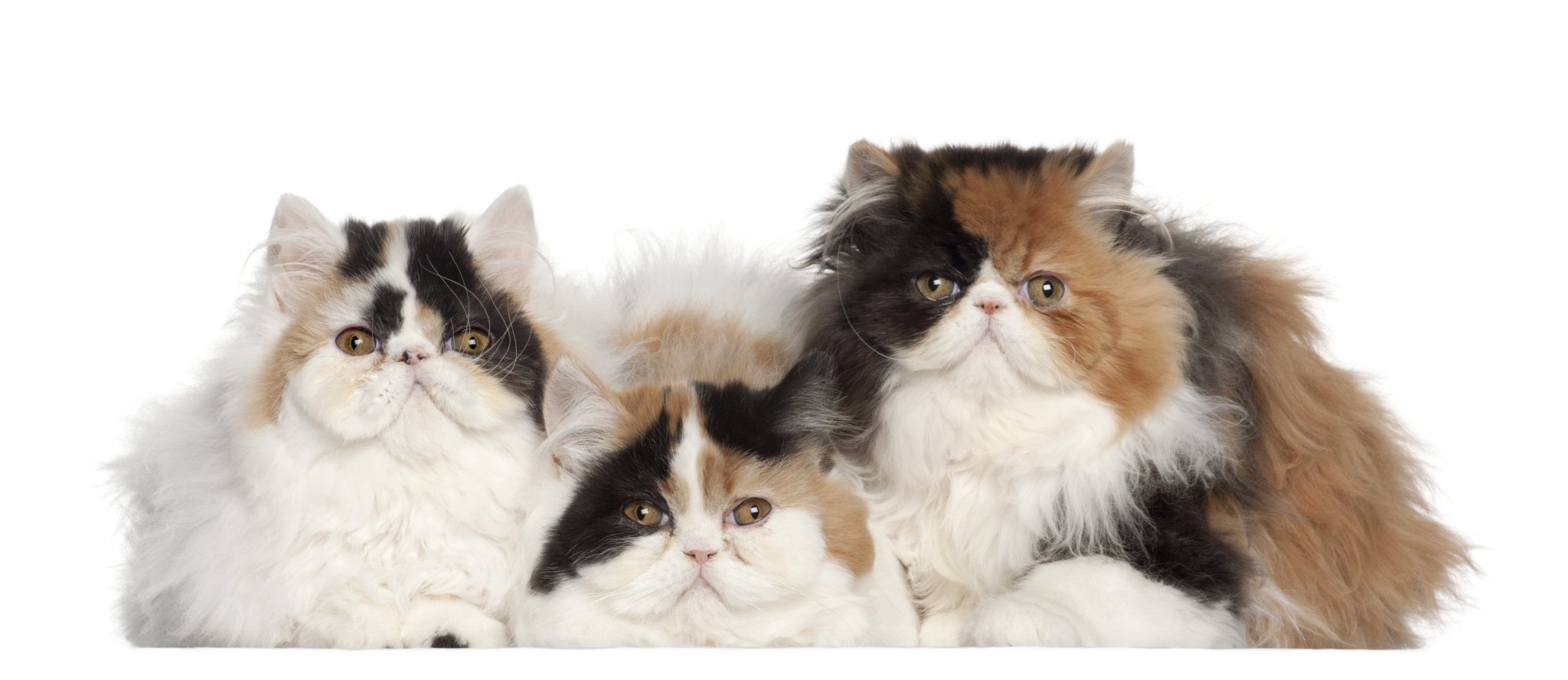 Rind & Huhn Haarballkontrolle, für alle Katzen, besonders Langhaarkatzen - Kallisbest