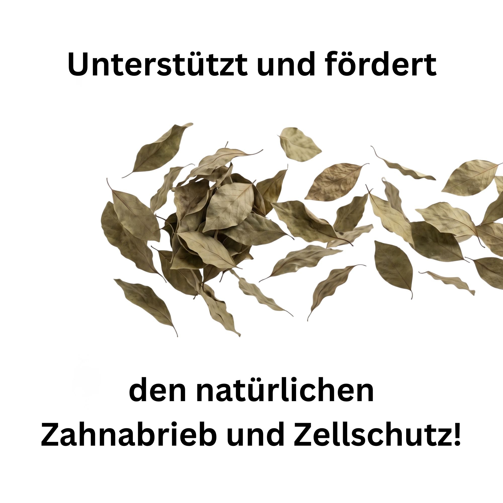 Aprikosenblätter getrocknet – Naturkraut für Kaninchen, Meerschweinchen & Pferde | Kallisbest