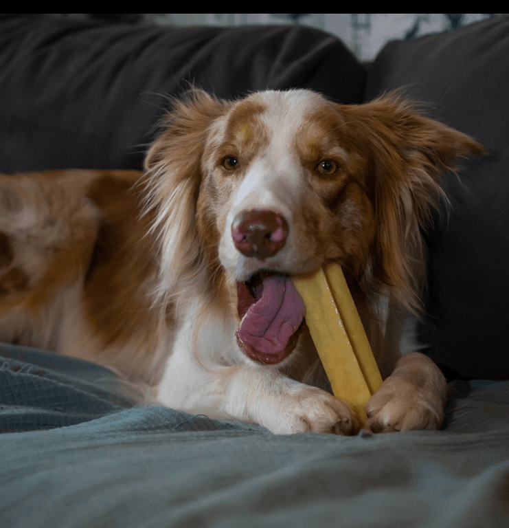 Himalaya Yak Kaukäse für Hunde, 3 Stück gepackt, in verschiedenen Größen von XS - GIANT - Kallisbest