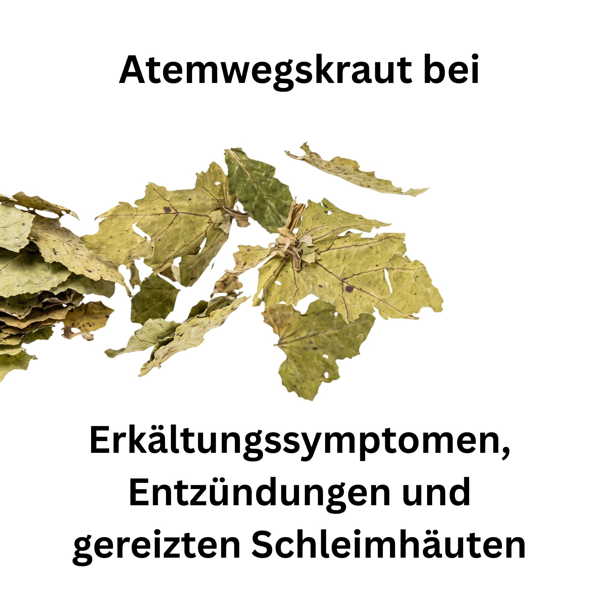 Huflattichblätter getrocknet – Atemwegskraut für Pferde & Kaninchen | Kallisbest