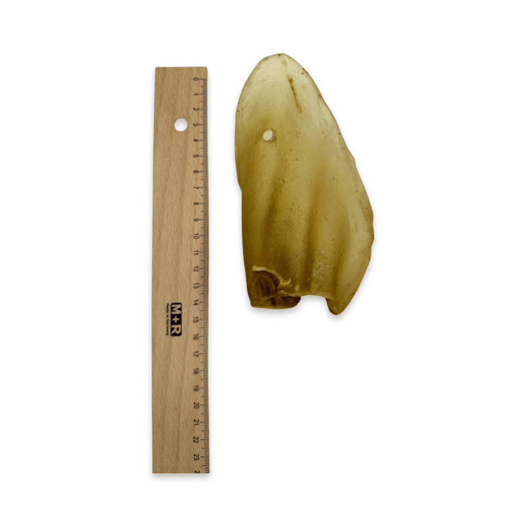 Rinderohren S - L - XL mit und ohne Fleischmuschel aus Deutschland - Kallisbest