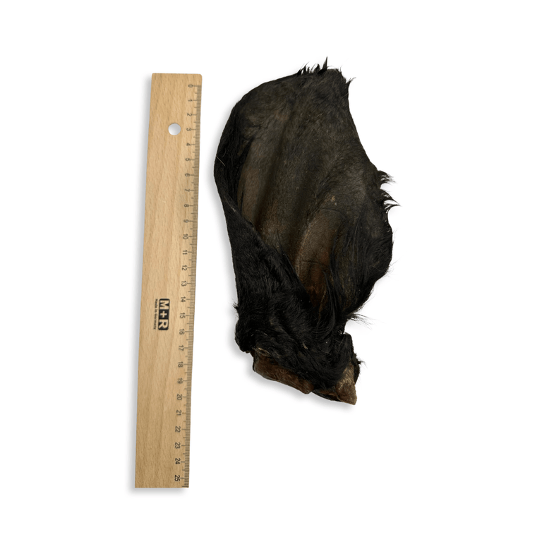 Rinderohren S - L - XL mit und ohne Fleischmuschel aus Deutschland - Kallisbest