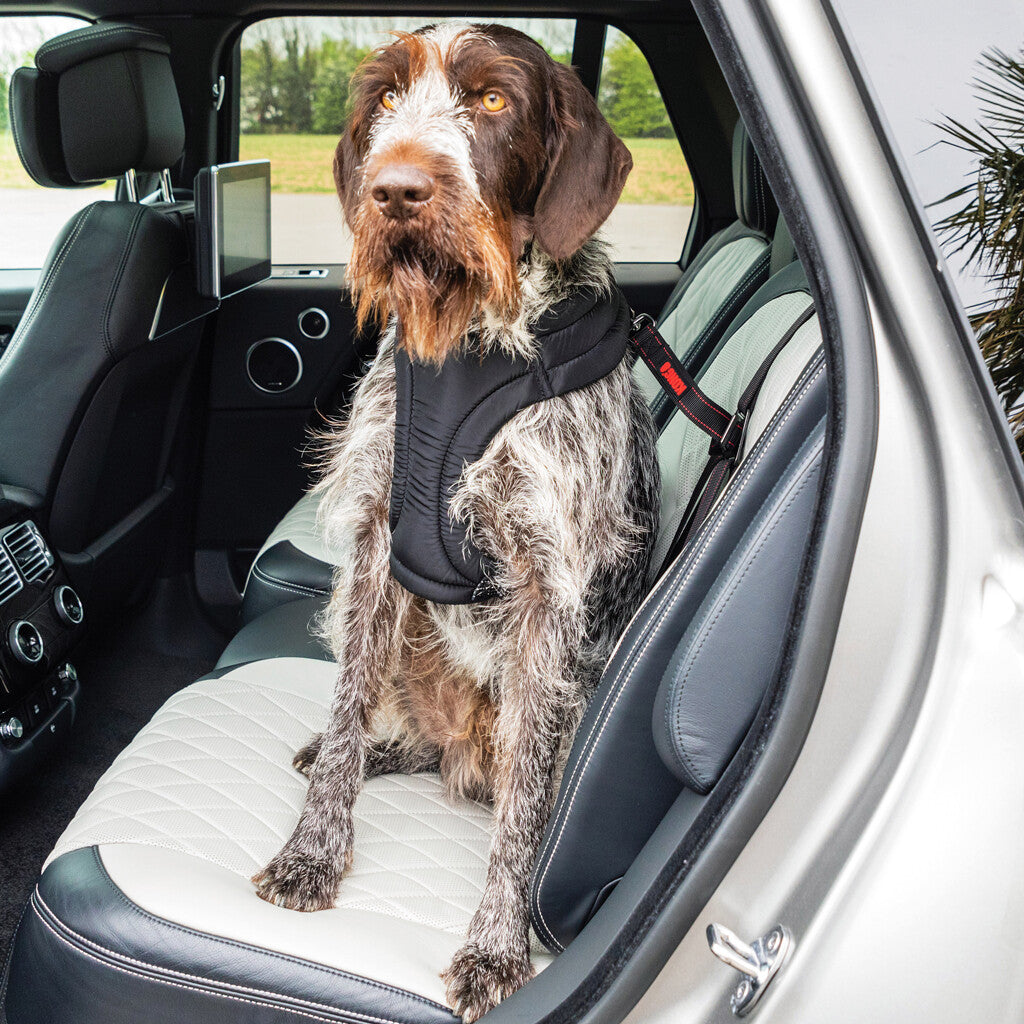 KONG Ultimate Safety Tether – Hundeautogurt mit 3-Punkt-LATCH/IsoFix-Verankerung