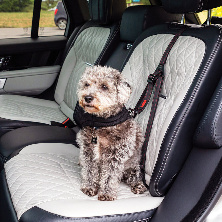 KONG Ultimate Safety Tether – Hundeautogurt mit 3-Punkt-LATCH/IsoFix-Verankerung
