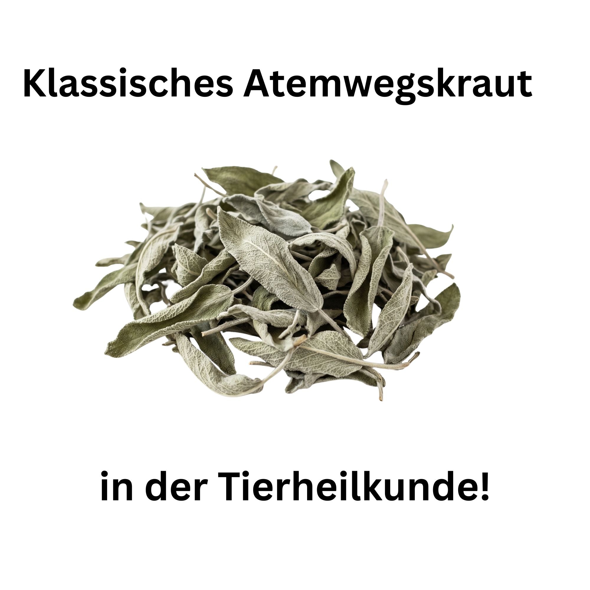 Salbeiblätter getrocknet – Heilkraut für Pferde, Kaninchen & Meerschweinchen | Kallisbest