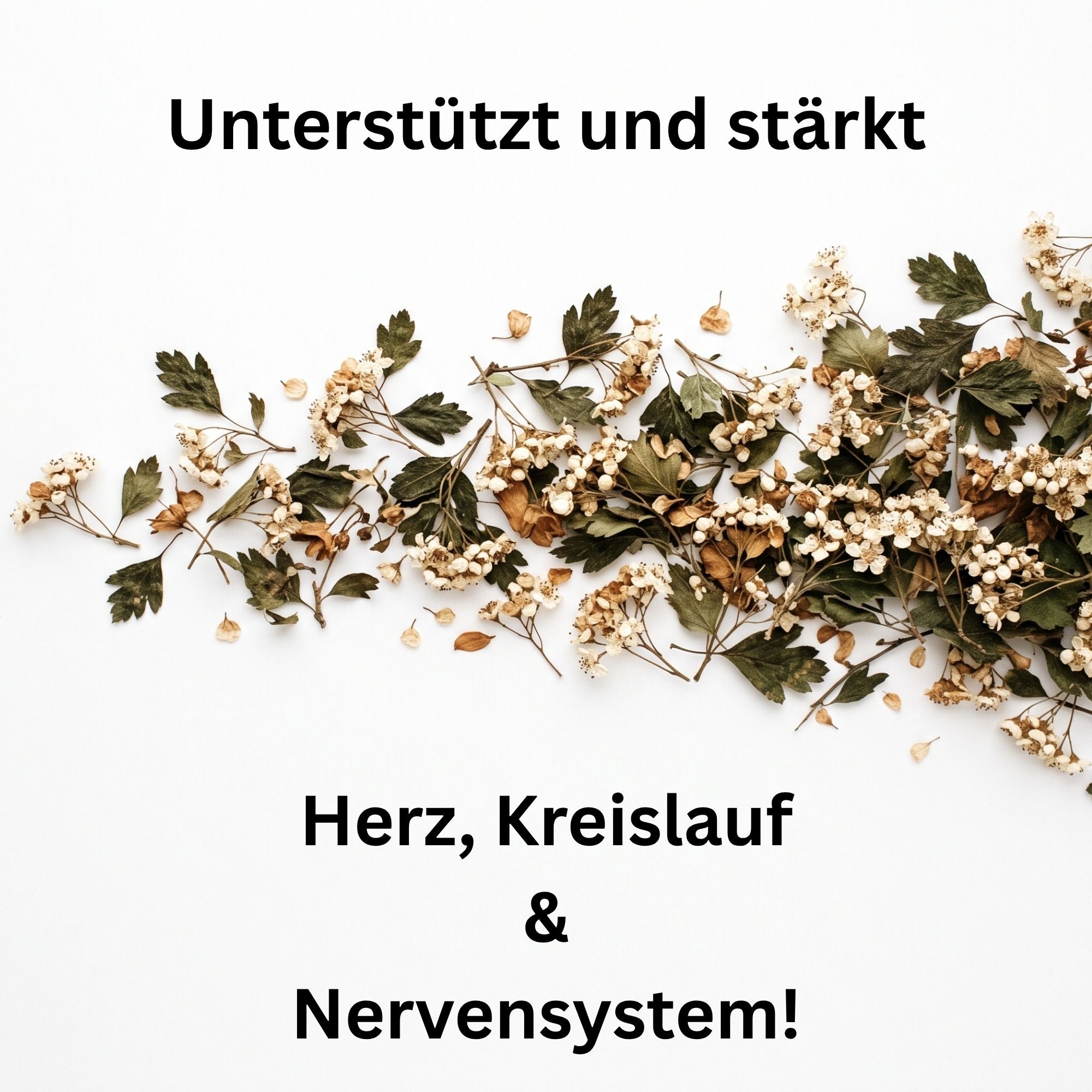 Weissdorn Blätter & Blüten – Crataegus oxyacantha