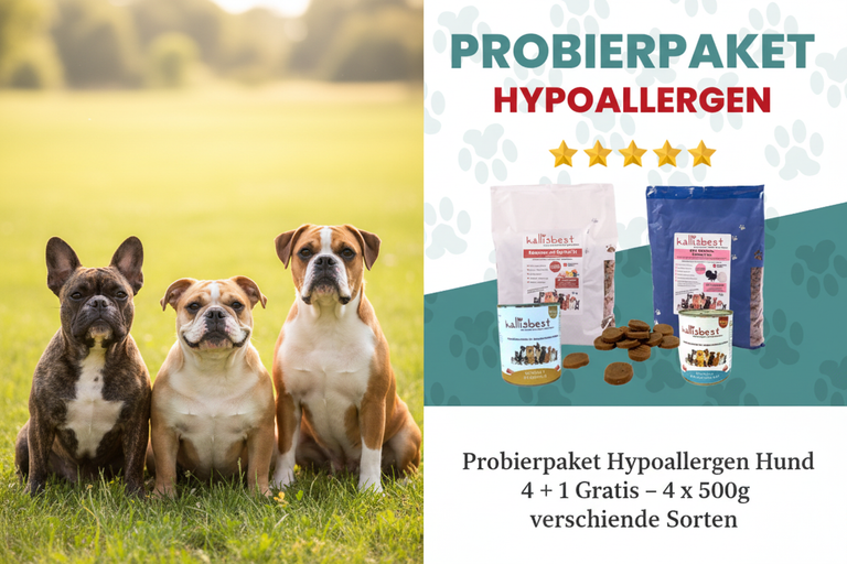 Probierpaket Hypoallergen Hund – Französische Bulldogge, Englische Bulldogge und Boxer auf Wiese