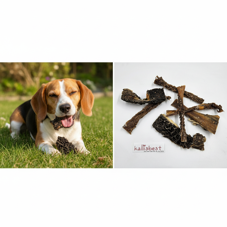 Rinderpansen – mittlerer Hund kaut begeistert | Kallisbest