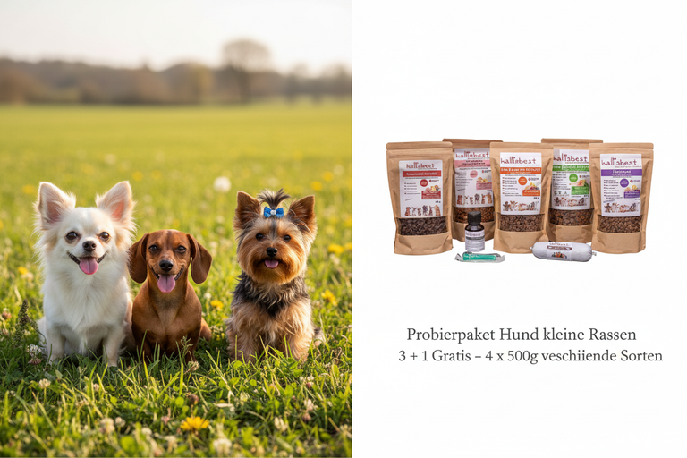 Probierpaket Hund kleine Rassen 3+1 Gratis – Split-Bild mit Chihuahua, Dackel und Yorkshire Terrier