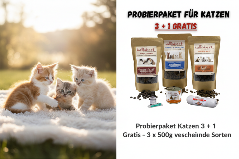 Probierpaket Katzen 3+1 Gratis – süße Kitten Maine Coon, British Shorthair und Ragdoll