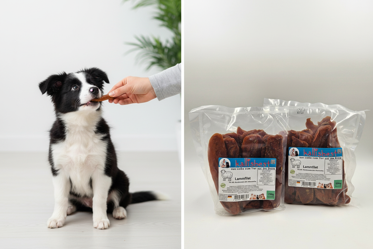 Border Collie Welpe bekommt Lammfilet als Belohnung – Kallisbest