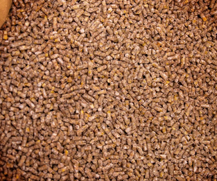 deuka Hedwigs Hennenkorn Pellets Nahaufnahme