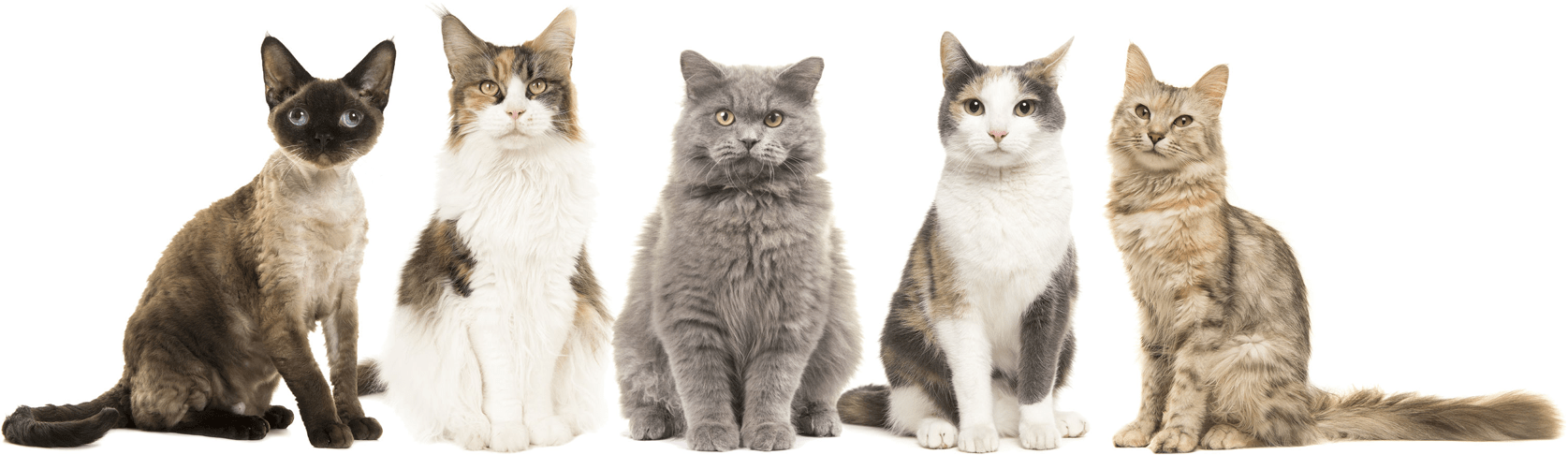 Huhn & Pute für alle Katzen großer Rassen - Kallisbest