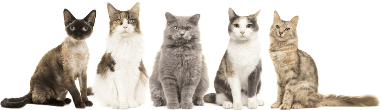 Huhn & Pute für alle Katzen großer Rassen - Kallisbest