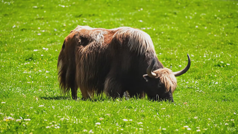 Himalaya Yak Kaukäse für Hunde,  3 Stück gepackt,  in verschiedenen Größen von XS - GIANT