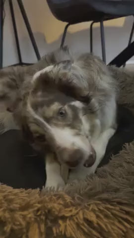 Himalaya Yak Kaukäse für Hunde,  3 Stück gepackt,  in verschiedenen Größen von XS - GIANT